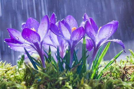 spring-flowers-blue-crocuses-drops-water-backgro-background-tracks-rain-113784722.jpg