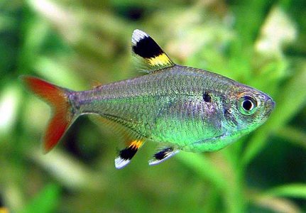 X-Ray-Pristella-Tetra-Pristella-maxillaris.jpg X-Ray-Pristella-Tetra-Pristella-maxillaris.jpg