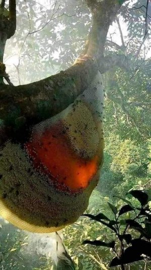 187265683_259187329135264_6839207046837651928_n[1].jpg