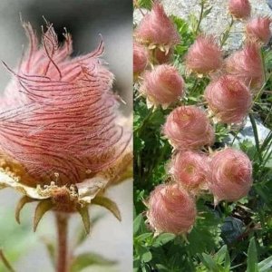 Prarie Smoke-geum triflorum.jpg