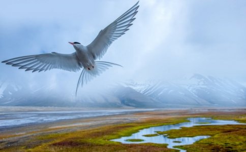 bird.jpg