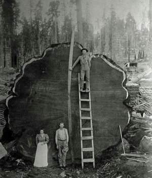 logging.jpg
