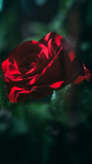 rose 4 fb.jpg