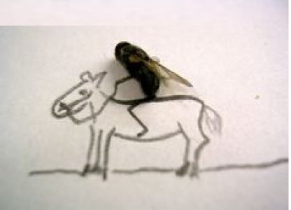 dead fly.jpg