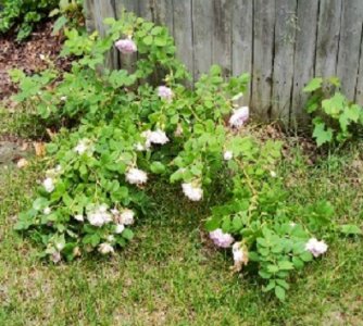 pink rose by fence Jun 15 21a.jpg