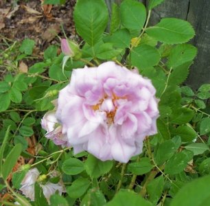 pink rose by fence Jun 15 21b.jpg