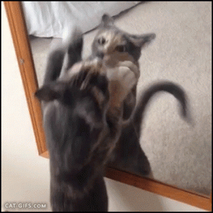 d919d0a2553ac0b2851947167671e9ec.gif