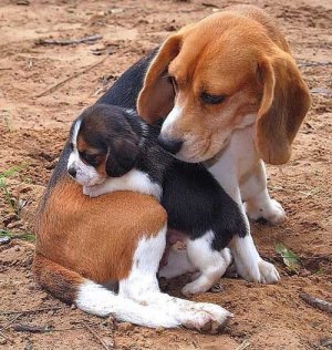 animaux chiens  - Page 3.jpeg