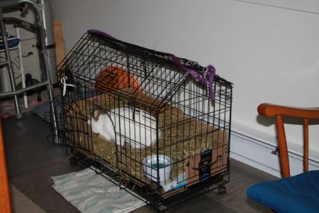 clean_cage.JPG