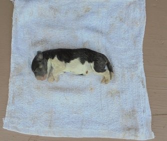 pup.JPG