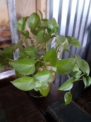 plant1.jpg plant1.jpg