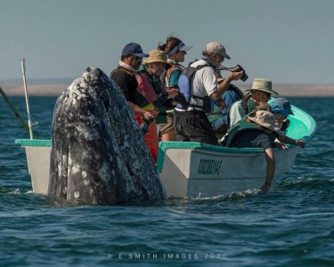 whale.jpg