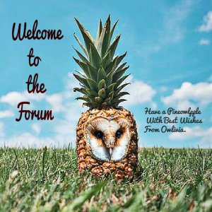 owl pineapple welcome forum.jpg
