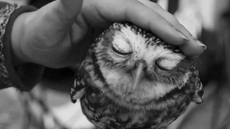 a8fdb12ca55f3fff3669250f3c0e1de9[1].gif