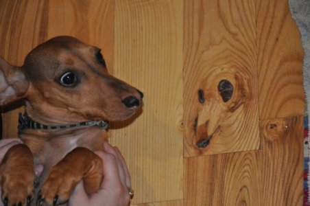 weird-animal-pics-cant-be-explained-28-60ba1300e4d3d__700.jpg