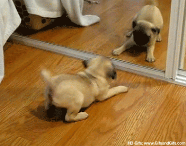 X0PIGC8.gif