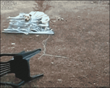 f8ua5Qe.gif