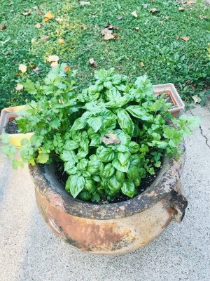 609966BE-82B3-4102-833A-726D23341017.jpeg 609966BE-82B3-4102-833A-726D23341017.jpeg