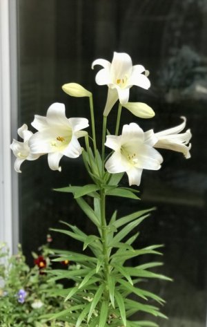 F9F1E688-EA74-472D-8E9C-1A92949338A2.jpeg F9F1E688-EA74-472D-8E9C-1A92949338A2.jpeg