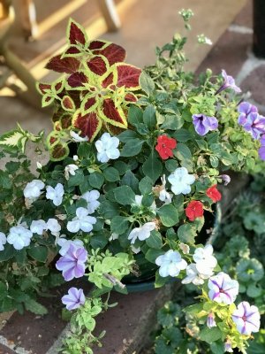 D733F5DB-F49E-4C66-BFE6-A64A820D13D4.jpeg D733F5DB-F49E-4C66-BFE6-A64A820D13D4.jpeg