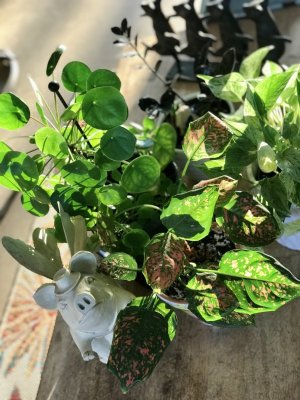 01B5B93F-1D78-496E-A478-FE2470862D7B.jpeg 01B5B93F-1D78-496E-A478-FE2470862D7B.jpeg