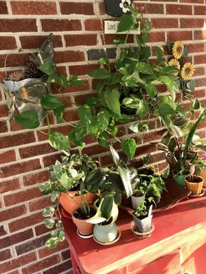 DD7FF7FA-7350-4E06-BCA2-8ECAC7F9EAFB.jpeg DD7FF7FA-7350-4E06-BCA2-8ECAC7F9EAFB.jpeg