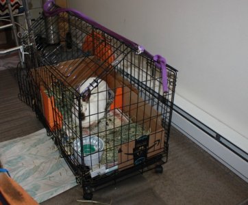 cage_crp.JPG
