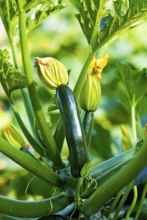 zucchini-fertilizer-400x600.jpg
