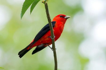 scarlet_tanager.jpg