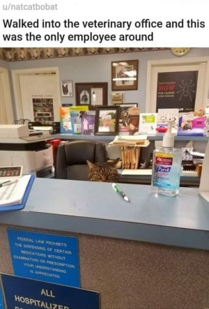 vetofficecat.jpg