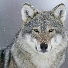 wolf.jpg