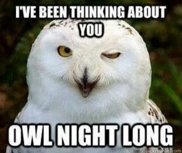 owl3.jpg