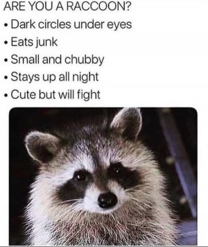 racoon.jpg
