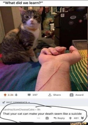 death-by-cat.jpg