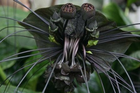 Tacca-chantrieri  Bat Flower-Cats Whiskers-Devil Flower.jpg