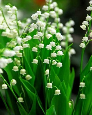 perennials-lily-of-the-valley__15469.1601388042.jpg