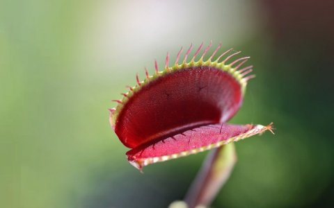 dionaea-social-800.jpg