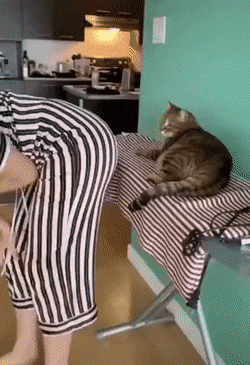 The-cat-bites-its-owner.gif