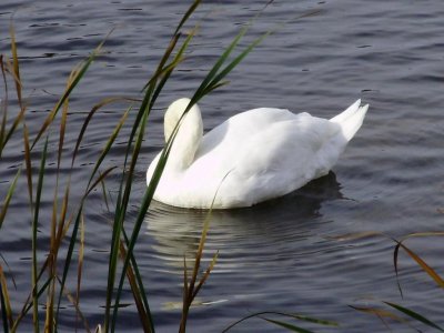 swan preening.jpg