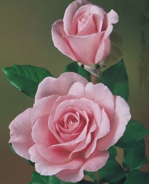9f42c4404e88230ac5e282414881faae[1].jpg