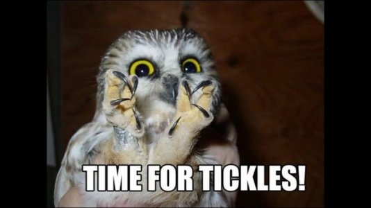 tickles-owl-594e9bc25f9b58f0fcfa90a6.jpg