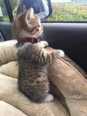 brown stuff kitten.jpg
