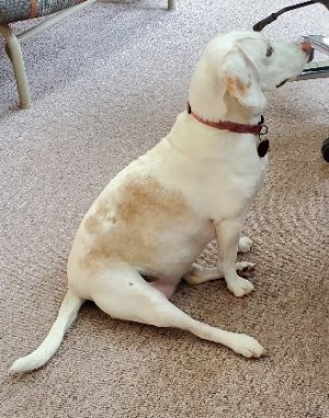 Rosie1.jpg