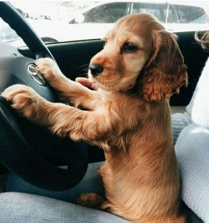 cocker-spaniel-8.jpg