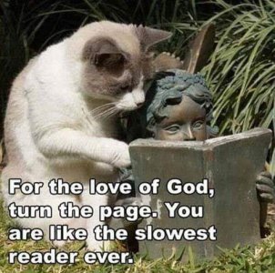 Cat reading with statue.jpg