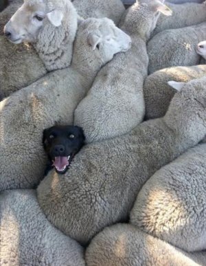 dog.jpg
