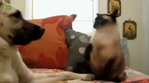 tumblr_mz57d94Joj1rk1fx6o1_400.gif