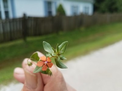 flower.jpg