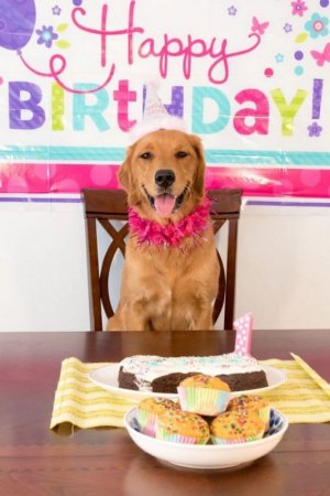 101 Funny Happy Birthday Dog Memes for Paw Lovers Everywhere.jpeg