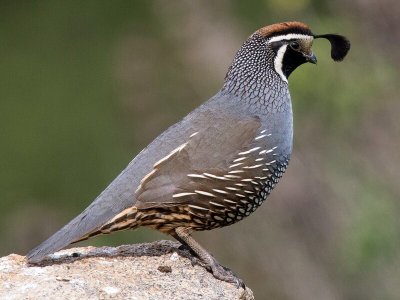quail-1.jpg